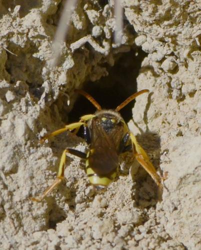 Nomada succincta